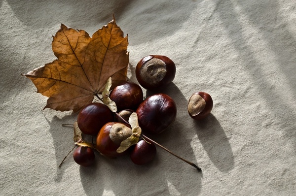 autumn season chestnut