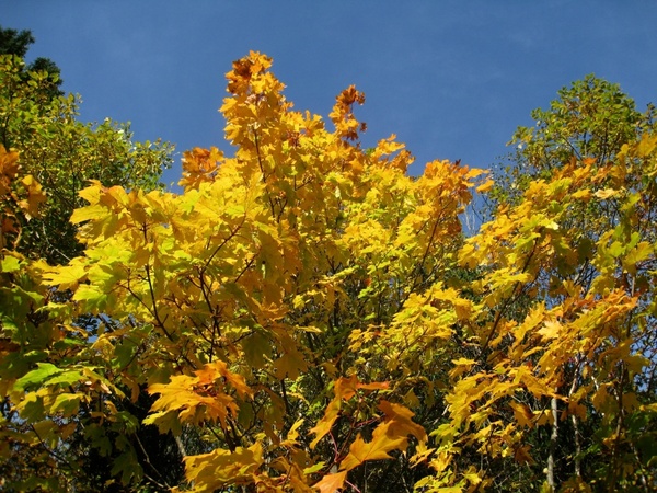 autumn sky tree