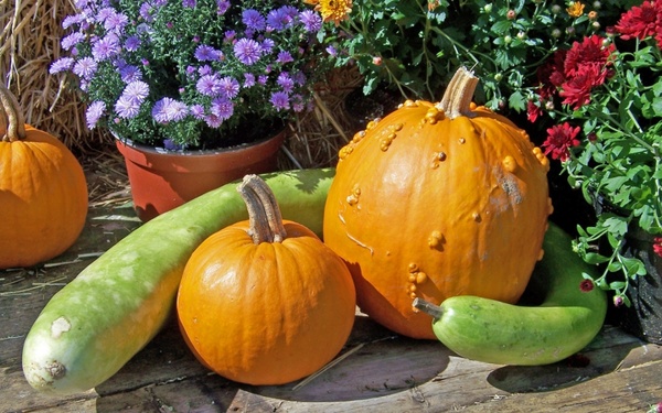 autumn still life 