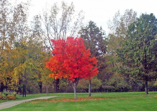 autumn tree in park
