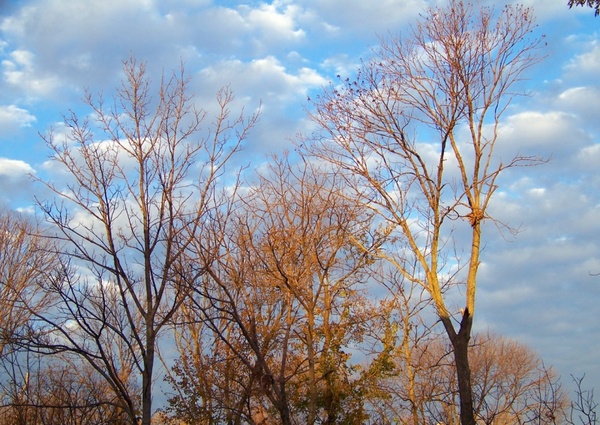 autumn trees and clouds
