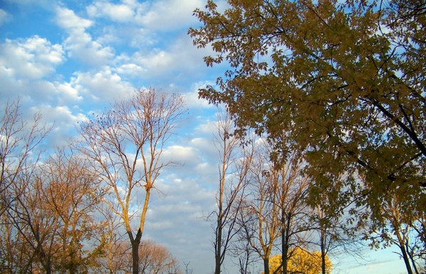 autumn trees and clouds 2