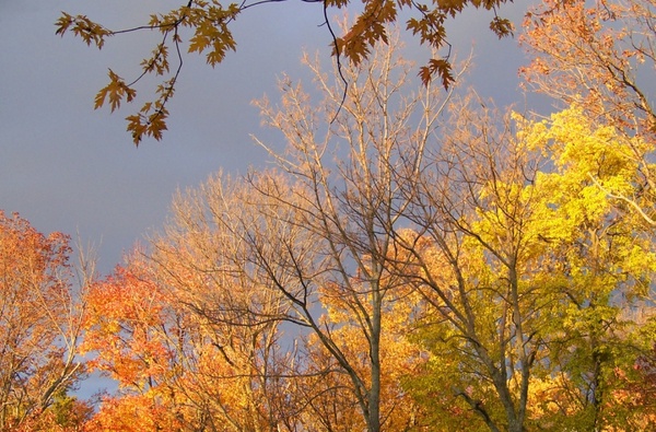 autumn trees and threatening clouds