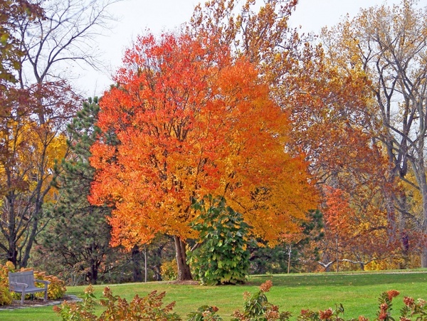 autumn trees in a park