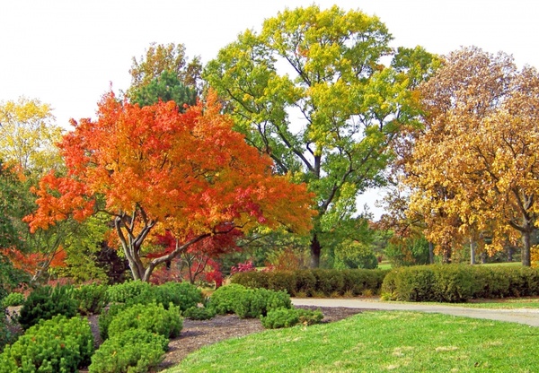 autumn trees in a park