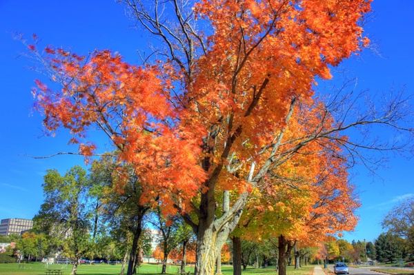 autumn trees in madison wisconsin