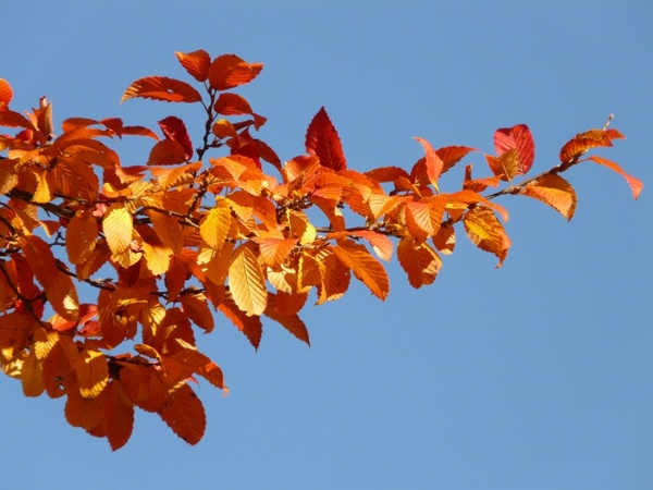autumn woodland tree