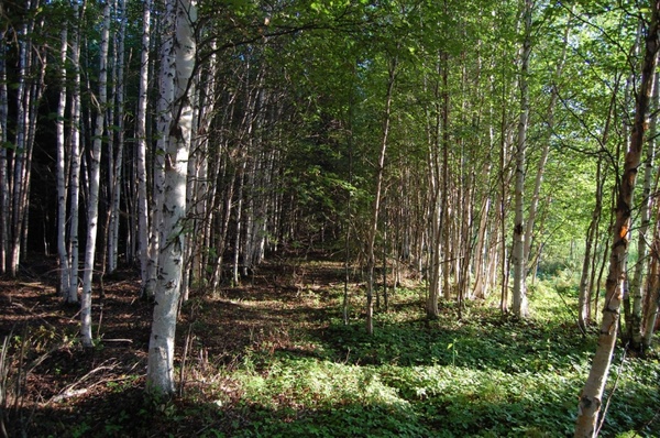 avenue of birch trees