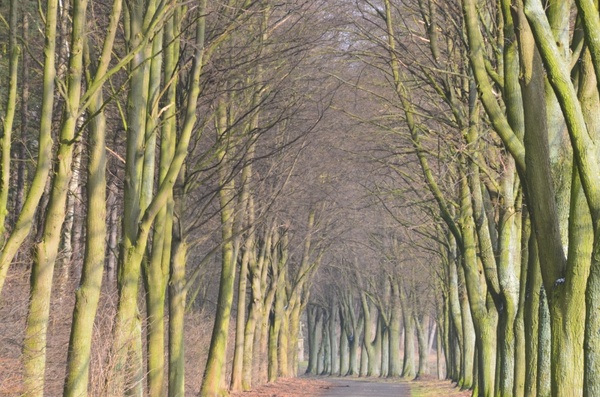 avenue tree-lined avenue forest path 