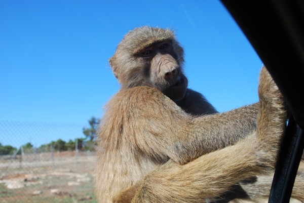 baboon mallorca monkey