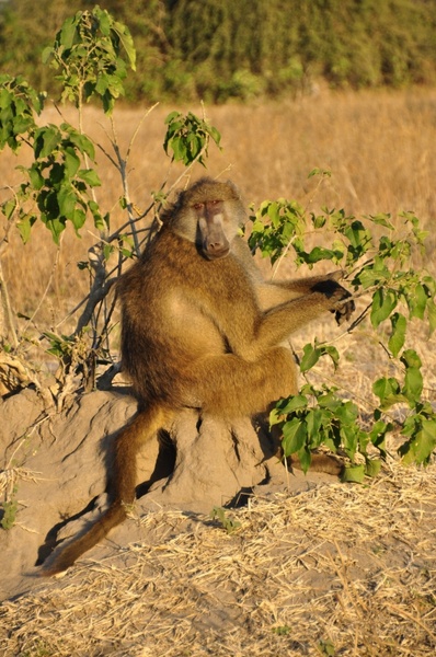 baboon monkey sitting sitting