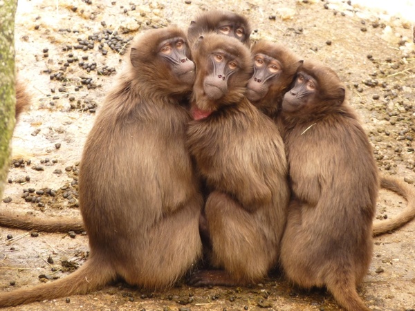 baboons monkey mammal