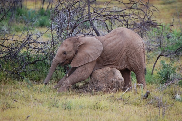 baby elephant wildlife reserve elephant south africa