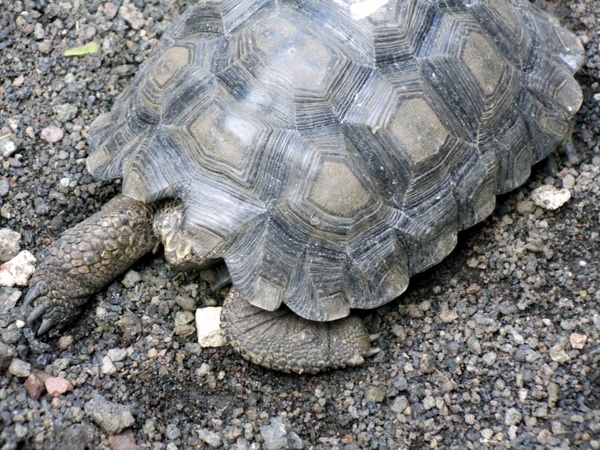 baby galapagos turtle