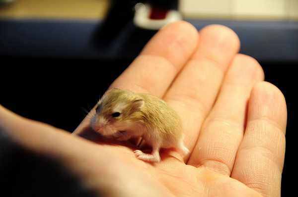 baby hamster 