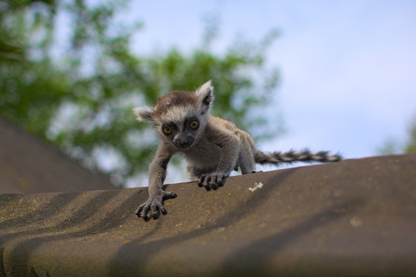 baby lemur