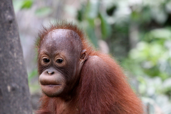 baby orangutan 