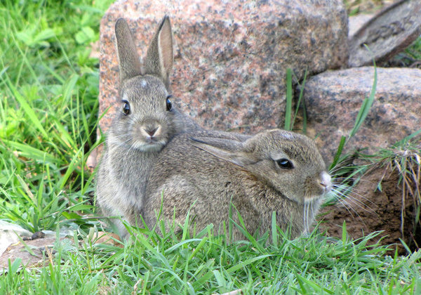 baby rabbits 