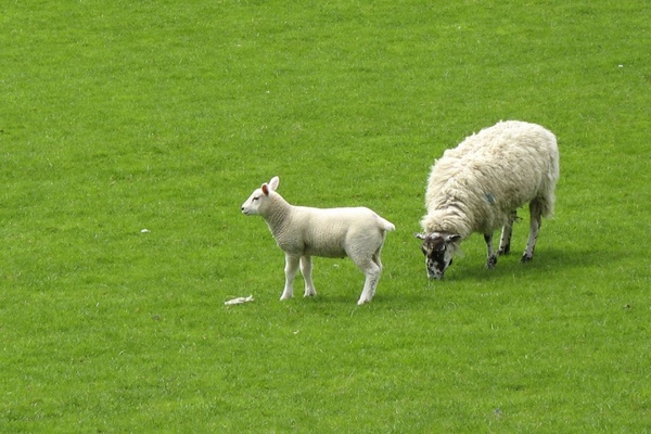baby sheep grass