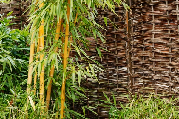 background bamboo botanical