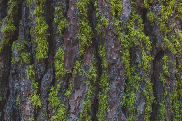 background bark cedar conifer environment evergreen