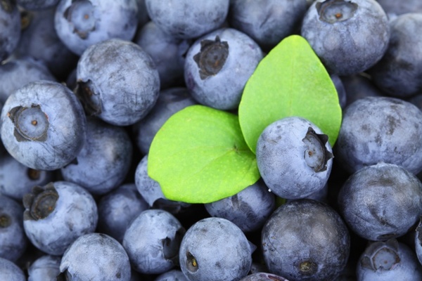 background berry blue