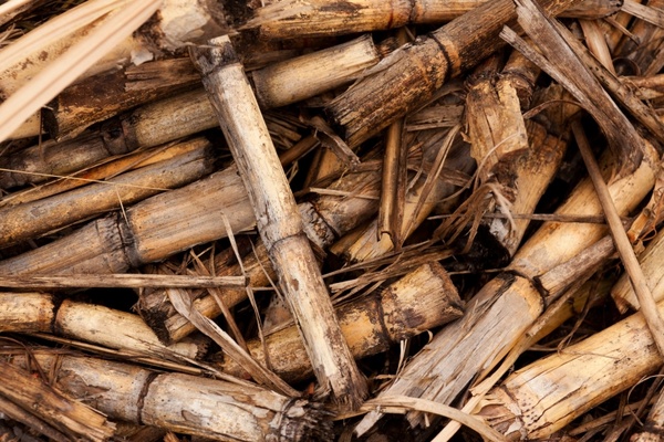 background biomass crop