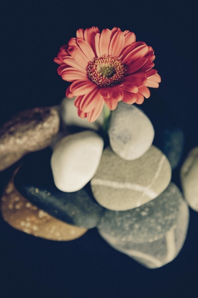 background blur color decoration delicate flower