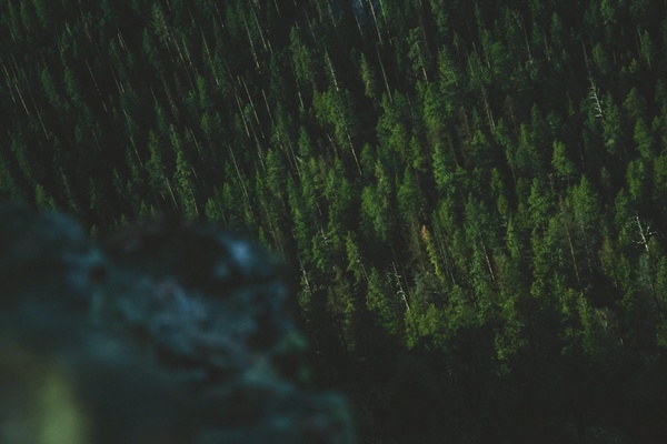 background blur conifer daytime evergreen forest