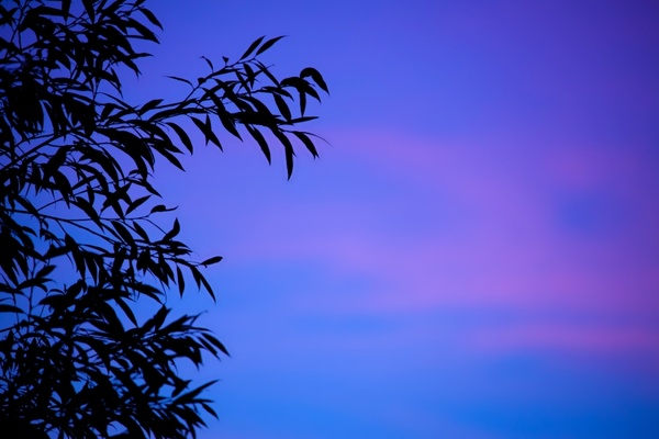 background branch dusk