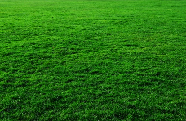 background grass nature