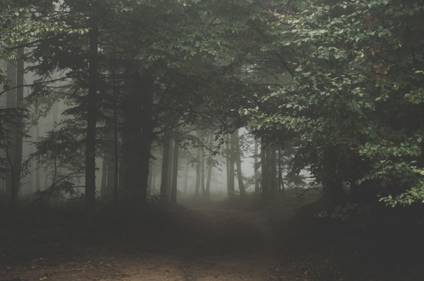 backlit branch eerie environment fog forest