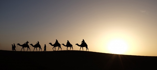 backlit camel desert dusk evening landscape morning