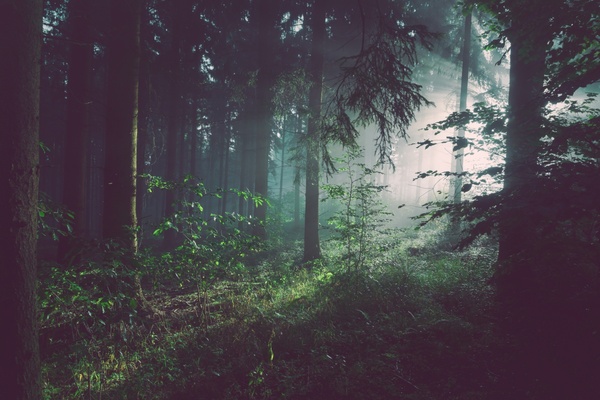 backlit conifer eerie evergreen fog forest landscape