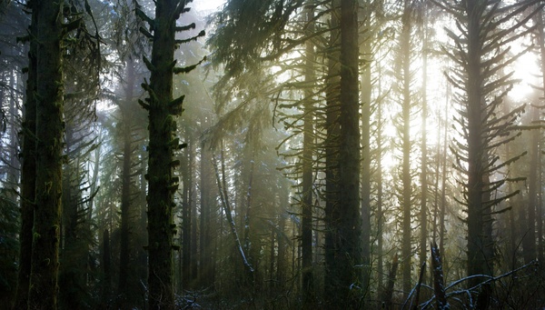 backlit conifer environment evergreen fog forest 