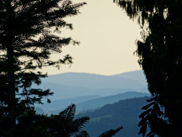 backlit conifer evening evergreen fog landscape 