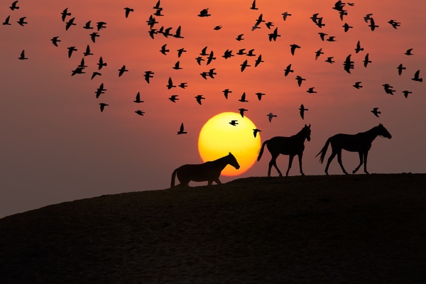 backlit desert dusk eerie evening evil flock