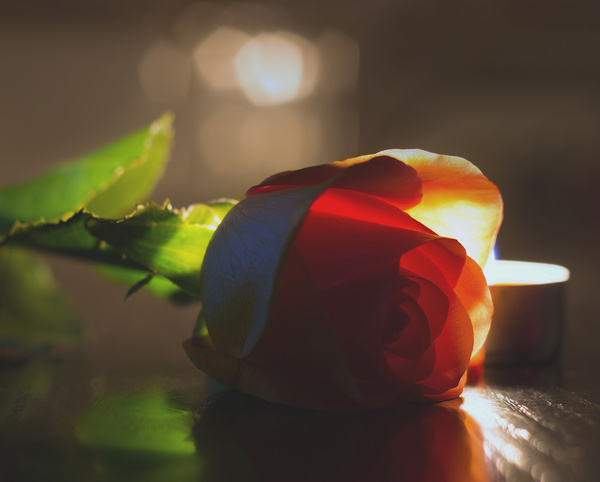 backlit rose 