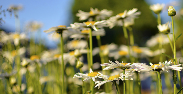 backyard daisies