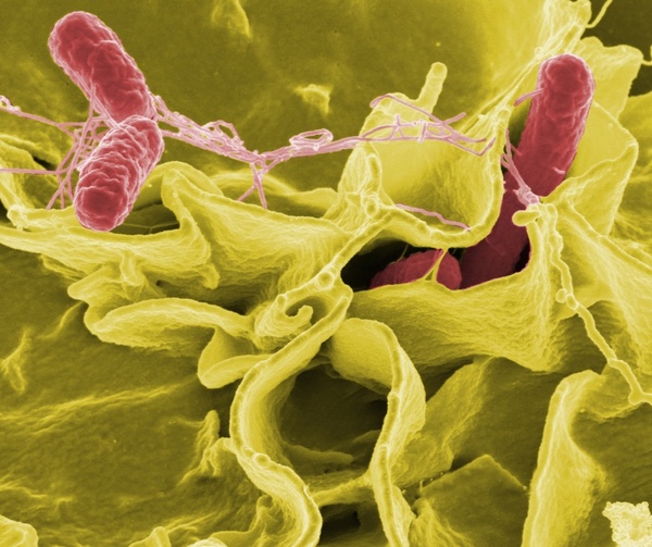 bacteria salmonella pathogens 