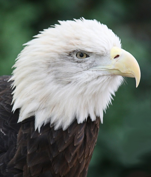bald eagle bird predator