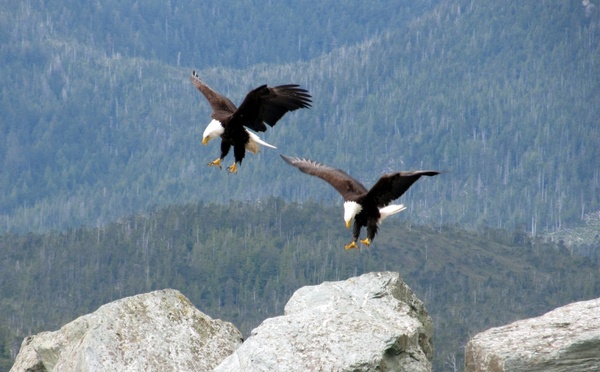 bald eagle eagles