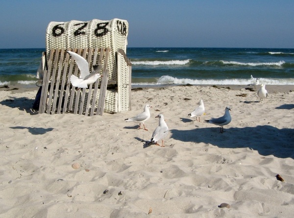 baltic sea gulls coast