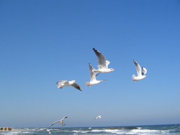 baltic sea seagulls sea