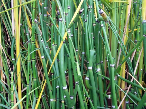Bamboo garden background photos free download 11,592 .jpg files