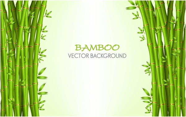 Bamboo  background