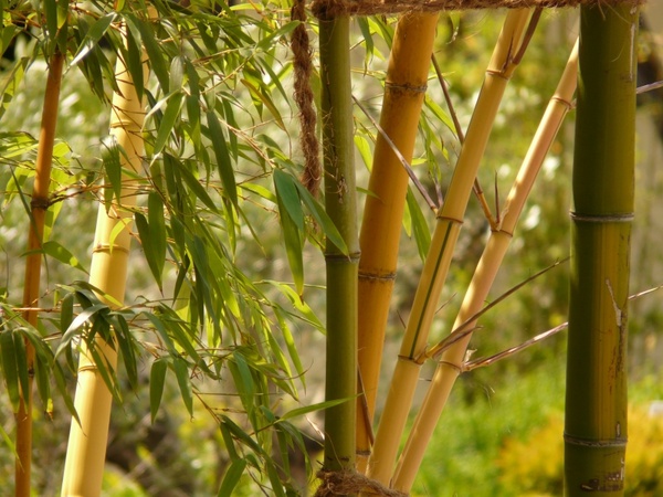 bamboo bamboo garden aureocaulis