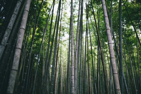 luxuriant tall bamboo forest