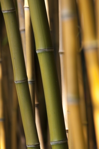 bamboo grass green