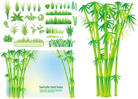 bamboo grass plant vector